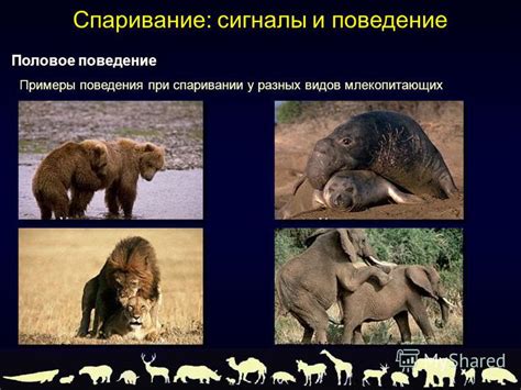 Наличие цепеней у разных видов животных