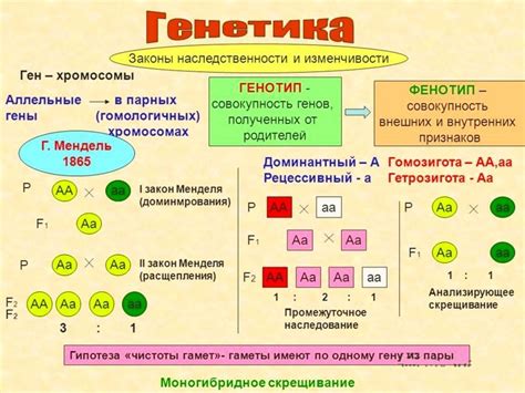 Наследование окраса и генетика