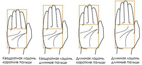 Наследственность и форма пальцев