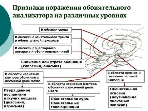 Научные исследования о строении мозга