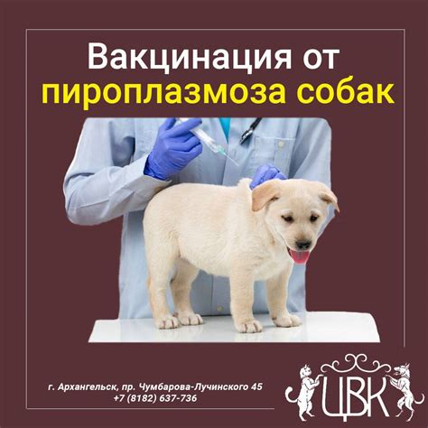 Необходимость прививок для собак