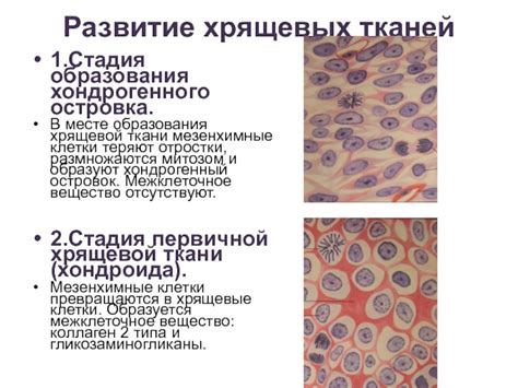 Неправильное развитие хрящевой ткани ушей