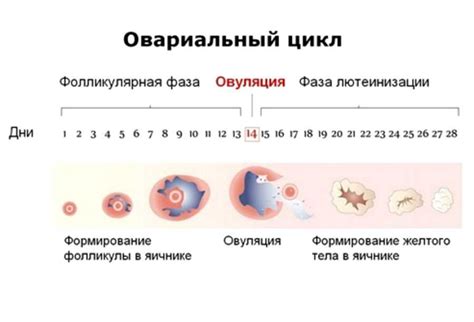 Овуляция и ее признаки