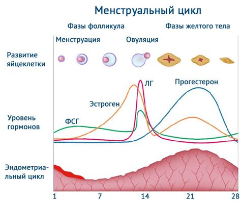 Овуляция и прогестерон