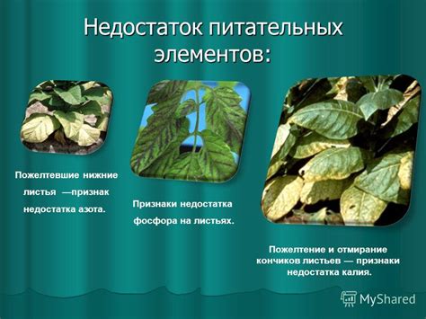Ограничения организма человека в усвоении питательных веществ из листьев