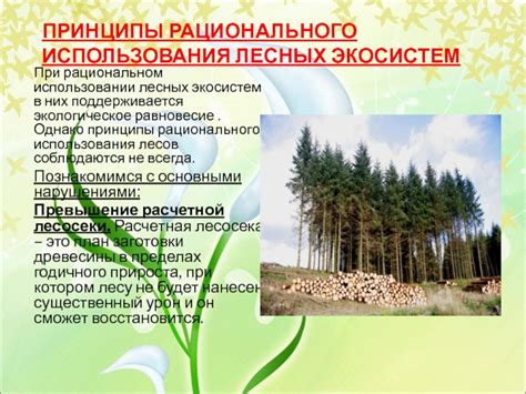 Ограничения при использовании лесных участков