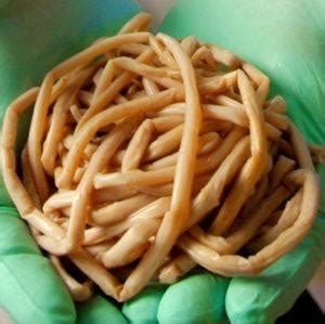 Опасность глистов для здоровья
