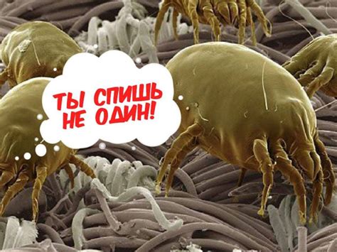 Опасность пылевых клещей для здоровья