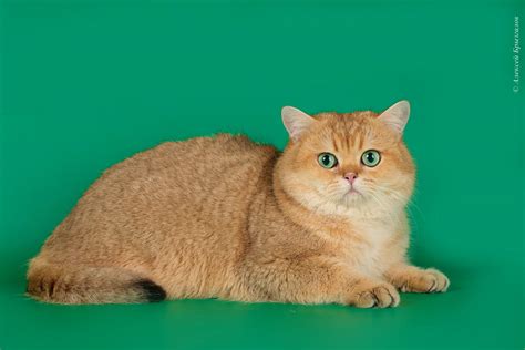Описание британских кошек