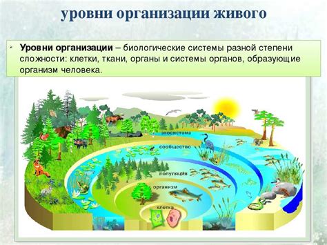 Организационные уровни живого