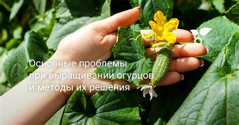 Основные проблемы при выращивании лавра и их решения