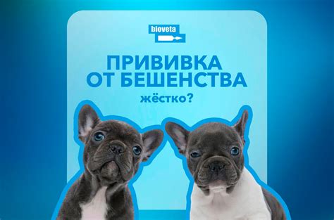 Основы защиты от бешенства