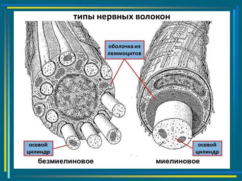 Особенности безмякотного нервного волокна