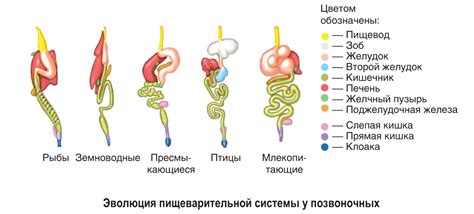 Особенности пищеварения вспенившегося супа