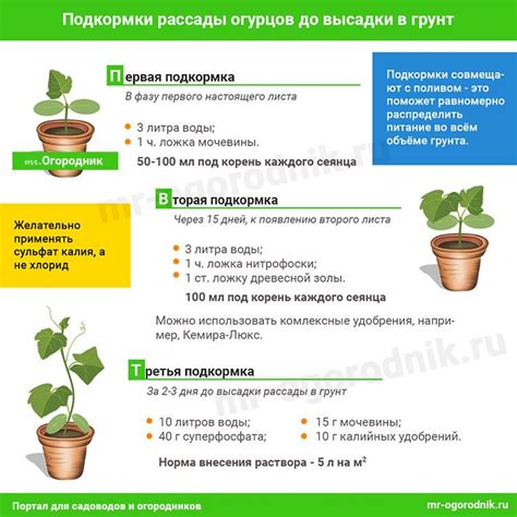 Особенности полива и подкормки соленых огурцов