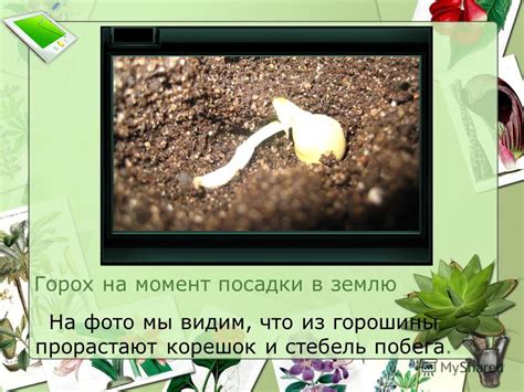 Особенности почвы, подходящей для культивирования гороха и фасоли