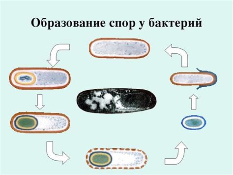 Особенности структуры и функционирования бактериальных спор