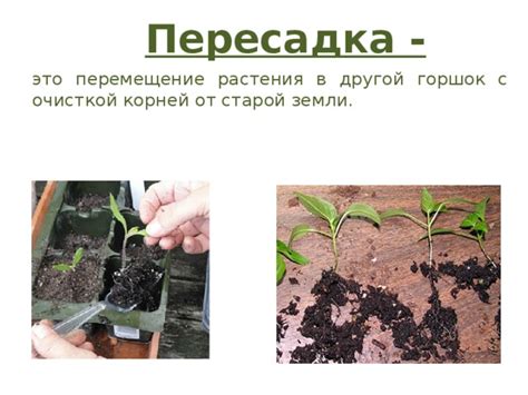 Очищаем корни от старой земли