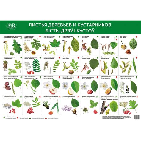 Первоначальное предположение о возможности питания листьями деревьев