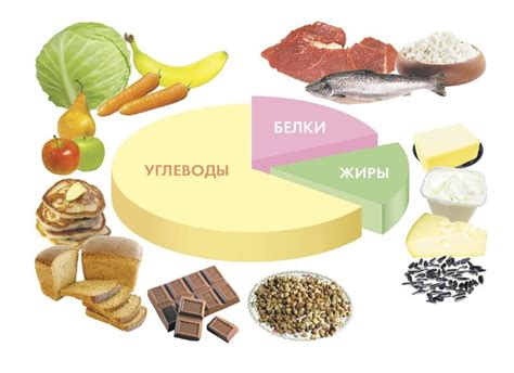 Питательные вещества в мясе с творогом для собак: польза и важность