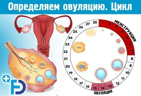 Планирование полового акта в день овуляции