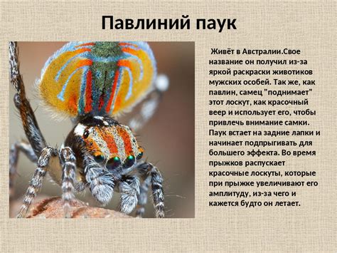 Поведение паука