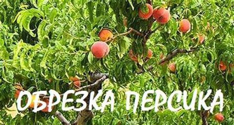 Повышение плодоносности