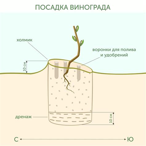 Подготовка почвы для посадки плюща осенью