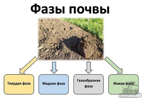 Подготовка почвы и среды обитания: требования к уходу