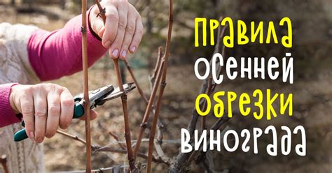 Подготовка растения к холодам