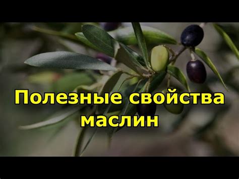 Полезность маслин для развития ребенка и его иммунной системы