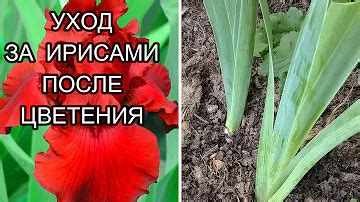 Полив после грозы: как правильно ухаживать за цветами