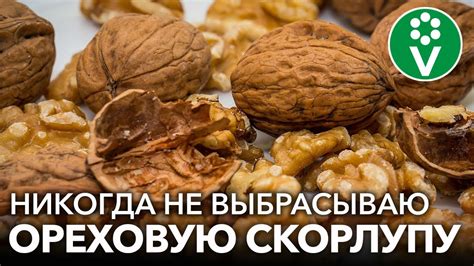 Польза грецкого ореха для здоровья человека