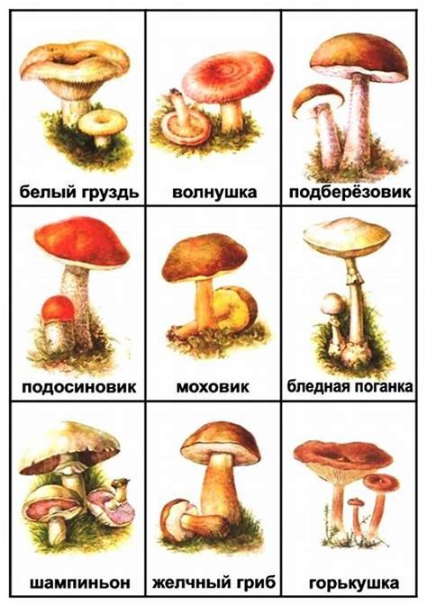 Польза грибов для детей: спорные мнения