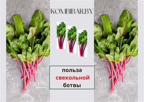 Польза и применение сушеной свекольной ботвы