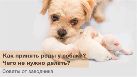 Польза рождения щенков для предотвращения заболеваний
