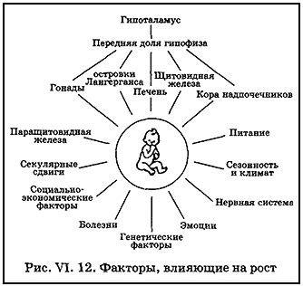 Пол и факторы, влияющие на рост