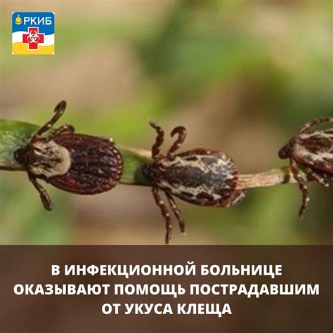 Помощь пострадавшим от укуса