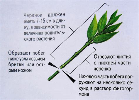 Посадка и размножение