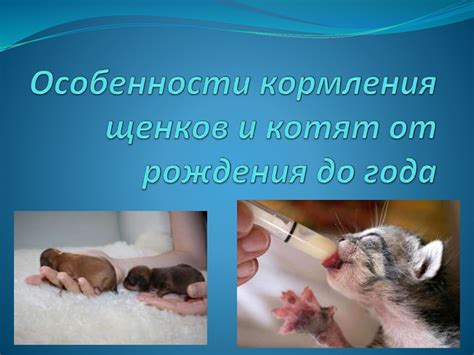 Последствия неправильного кормления щенков хлебом и молоком