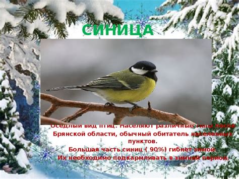 Потребности синиц в зимний период