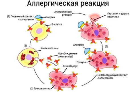 Почему возникает аллергическая реакция на хурму