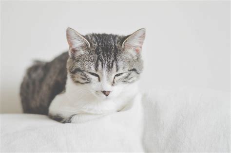 Почему кошка может перестать мурлыкать из-за болевых ощущений