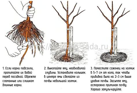 Правила посадки груши в октябре