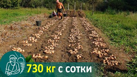 Правила применения старого картофеля в садоводстве