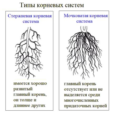 Правила разборки корневой системы
