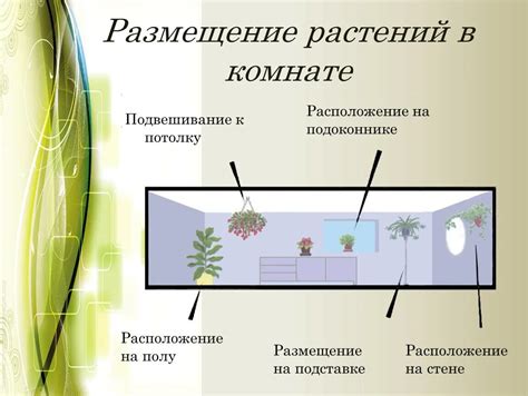 Правила расположения растений