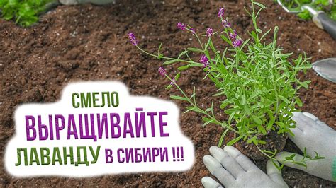 Правила хранения выкопанной лаванды