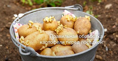 Правильная обработка патиссонов перед заморозкой