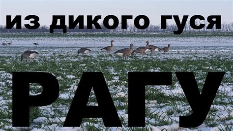 Преимущества замачивания дикого гуся перед готовкой
